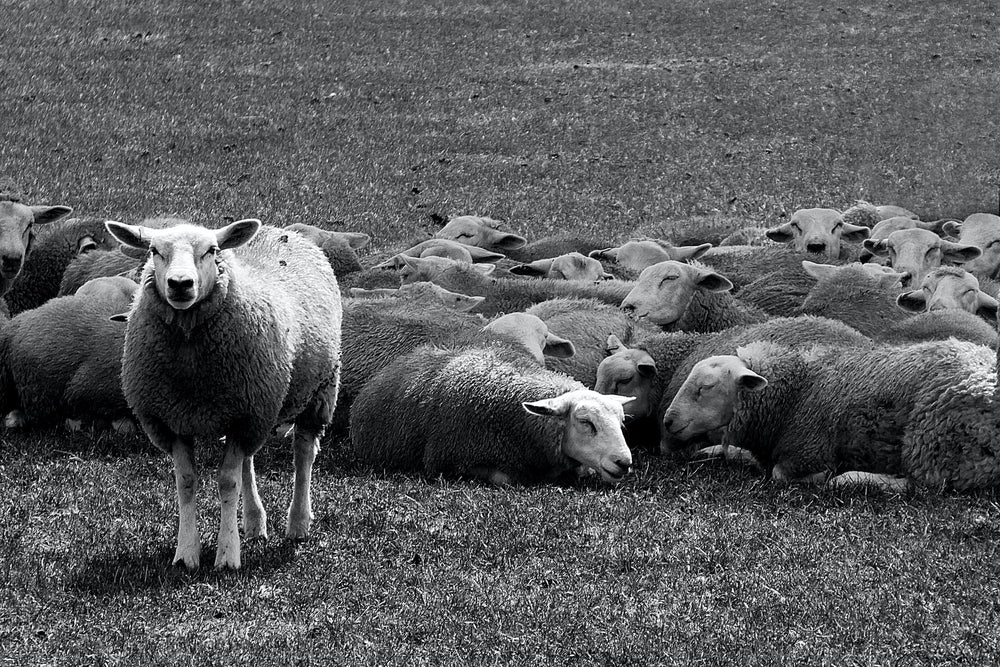 One sheep standing out from the crowd