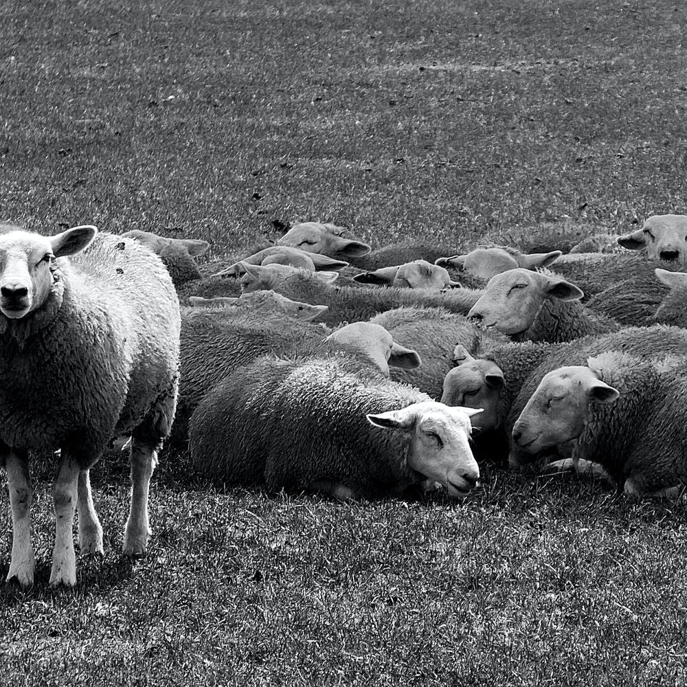 One sheep standing out from the crowd